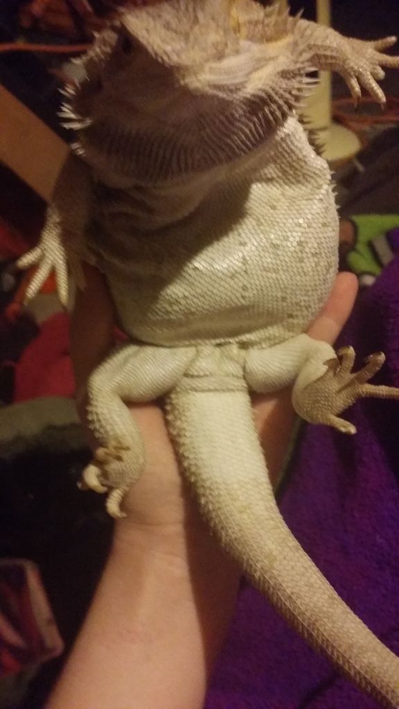 Swollen vent • Bearded Dragon . org