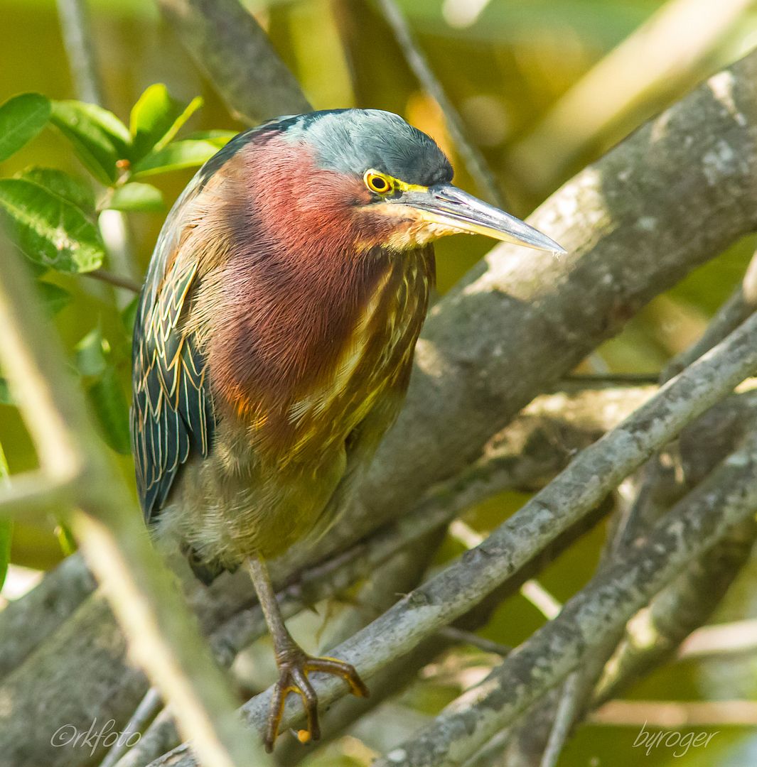 IMAGE: http://i922.photobucket.com/albums/ad62/ardeekay_photo/RLK_20151211_IMG_6217-Edit.jpg