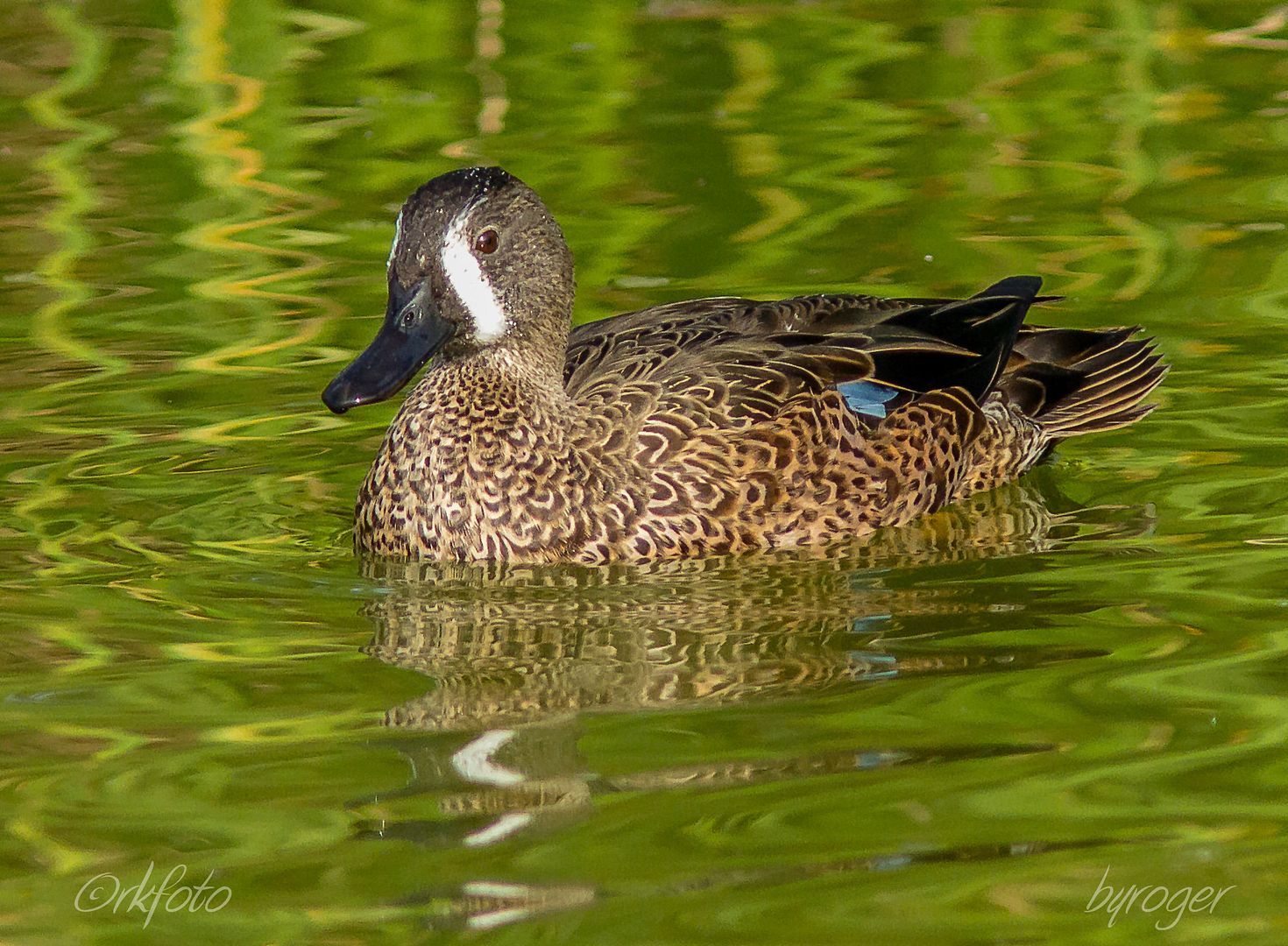 IMAGE: http://i922.photobucket.com/albums/ad62/ardeekay_photo/RLK_20151211_IMG_6226-Edit.jpg