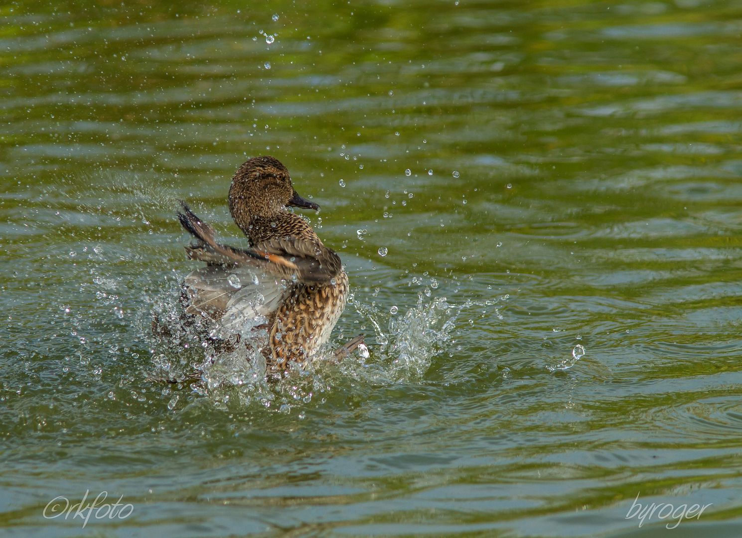 IMAGE: http://i922.photobucket.com/albums/ad62/ardeekay_photo/RLK_20151211_IMG_6228.jpg