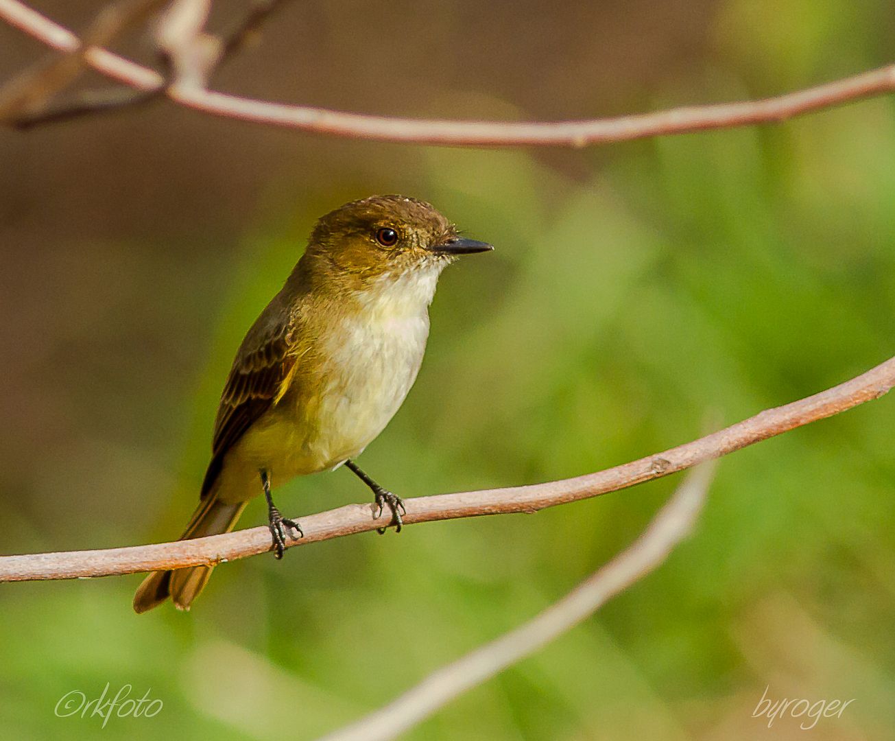 IMAGE: http://i922.photobucket.com/albums/ad62/ardeekay_photo/RLK_20151211_IMG_6246-Edit.jpg