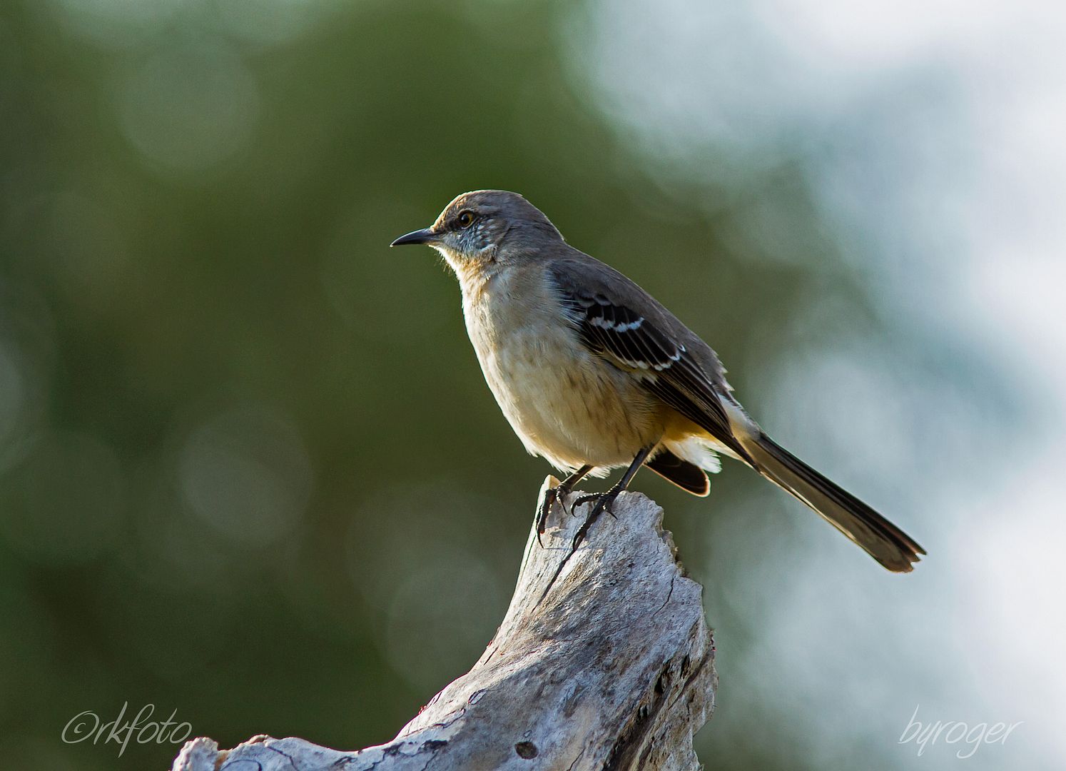 IMAGE: http://i922.photobucket.com/albums/ad62/ardeekay_photo/RLK_20151211_IMG_6249-Edit-Edit.jpg