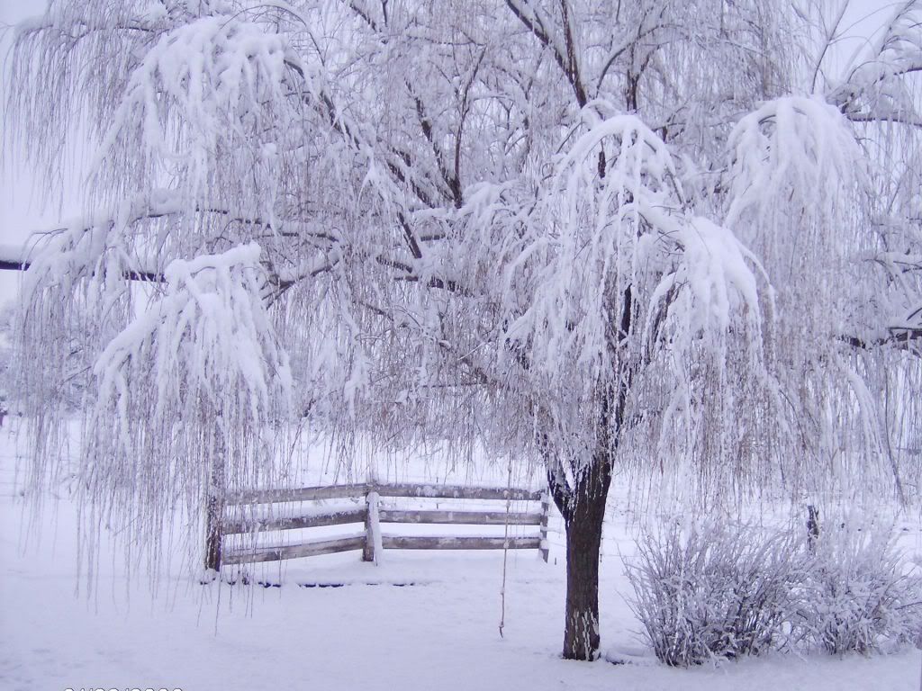 albero d'inverno