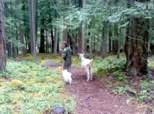 Goat shopping - considering a variety pack - Goats