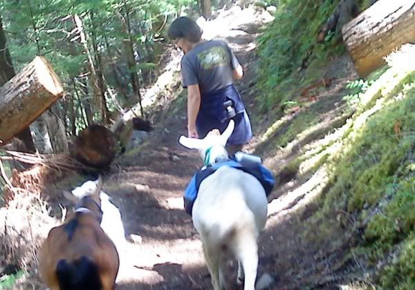 Goat shopping - considering a variety pack - Goats