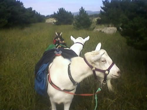 New here. Meet the boys. - Goats