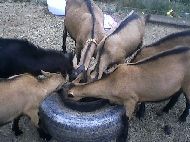 What Am I Looking For? - Goats