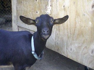 Terrible goat pictures - Goats