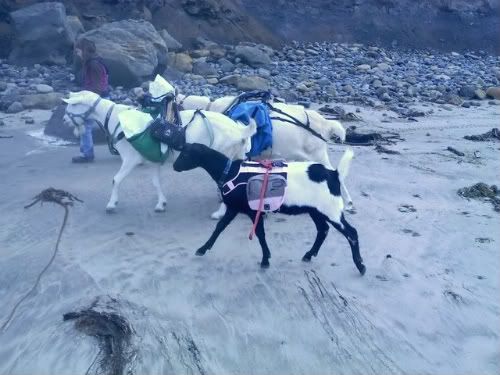 What Am I Looking For? - Goats