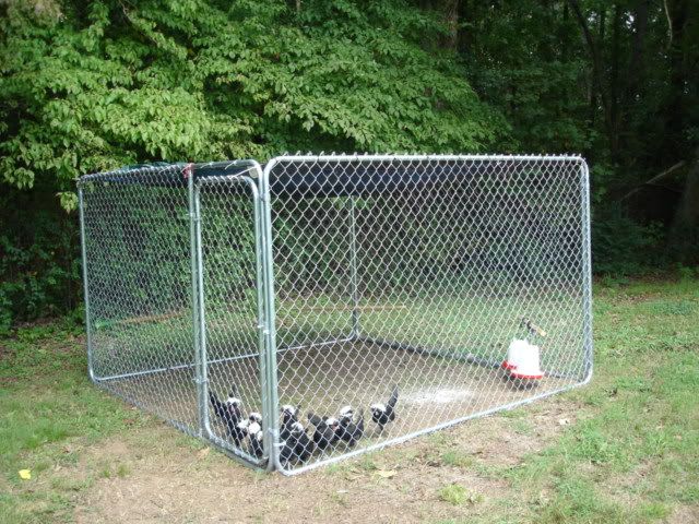 Chicken Co-op Chain Link Fence