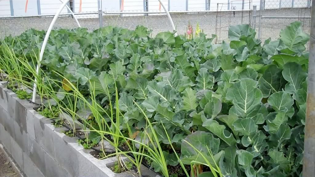 Broccoli Spacing 18 Inches or 12 Inches?