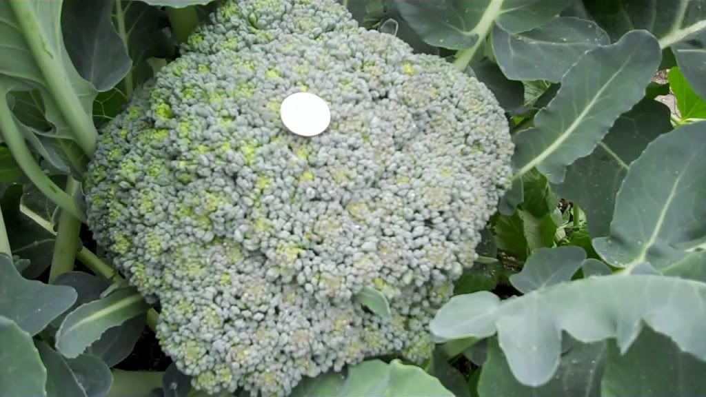 How far apart do you plant broccoli?