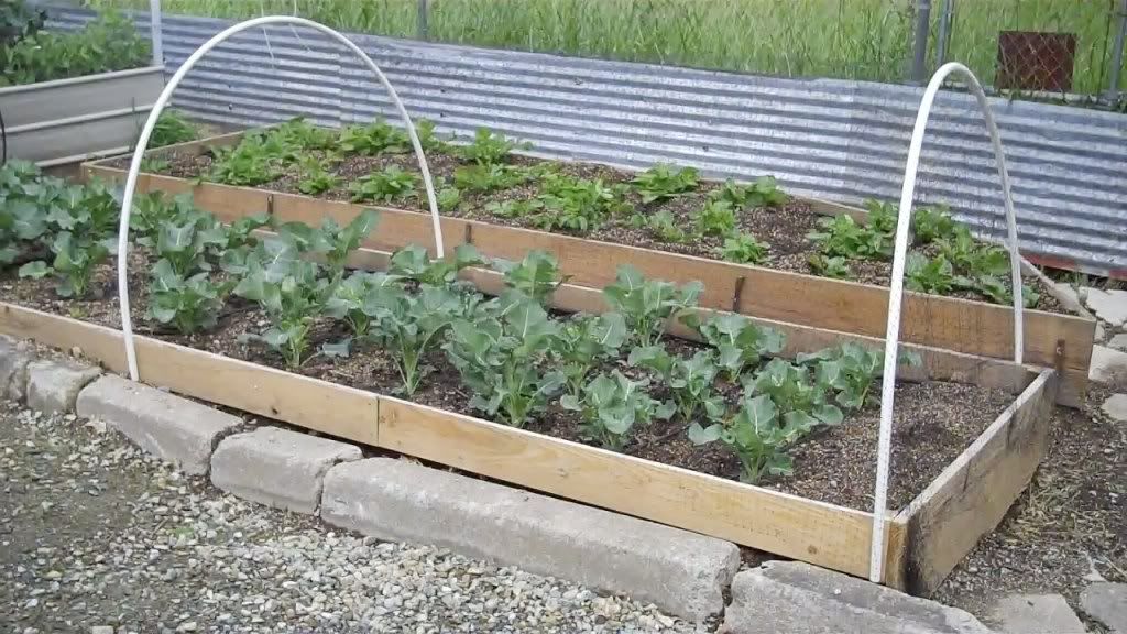 Broccoli and Potatoes 5-10-2010