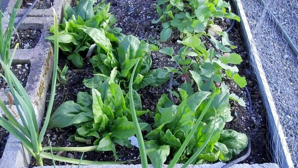 Spinach 4-8-2010