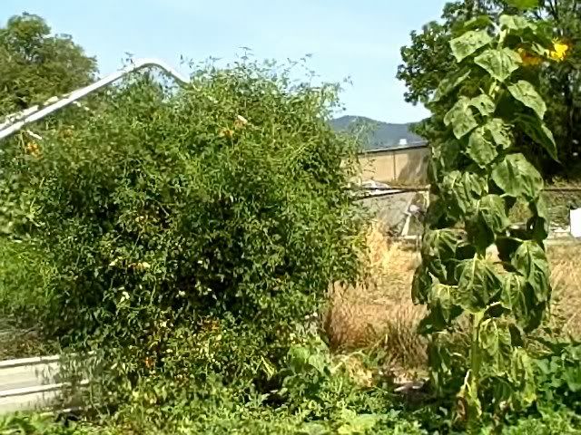 Sun Gold Tomatoes 2009