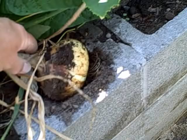 5" Walla Walla Onions