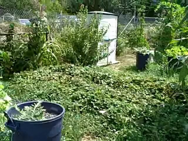 8-5-2010 Strawberry Patch