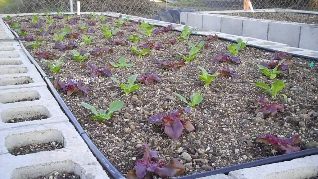 Lettuce 3-14-2010