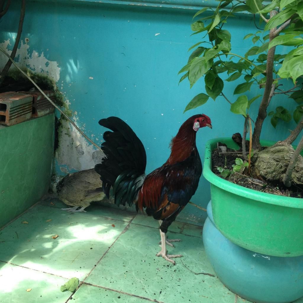 gà peru+mỹ - 3