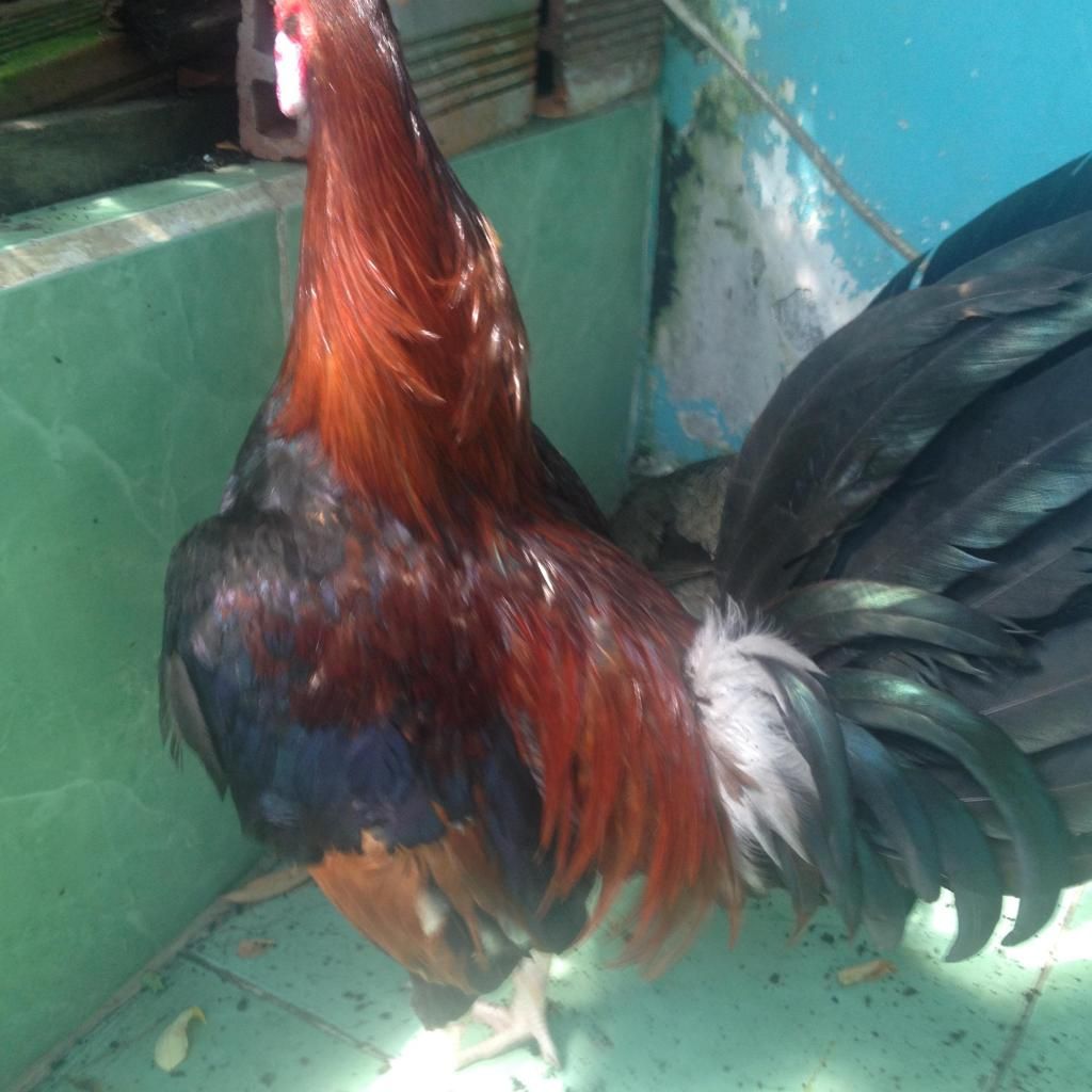 gà peru+mỹ - 2