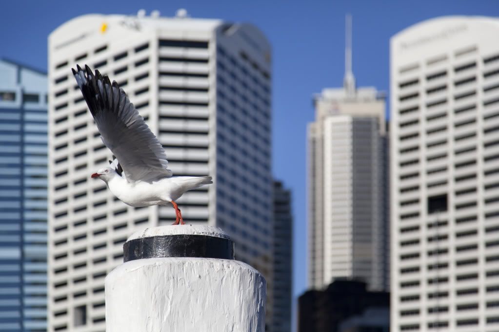 DarlingHarbour1.jpg