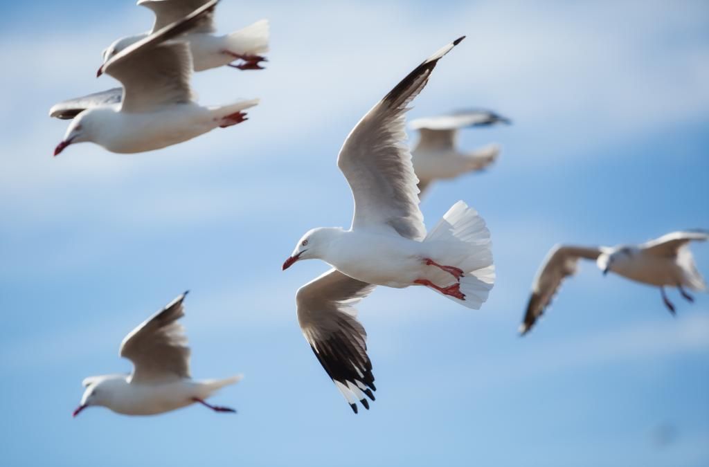 Seagulls_zps93533e3c.jpg