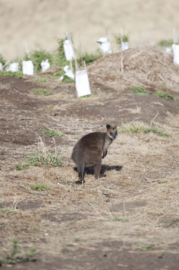 wallaby_zpsda50a6f1.jpg