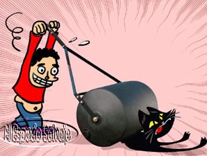  photo gatos_zpsaea7c2d1.jpg