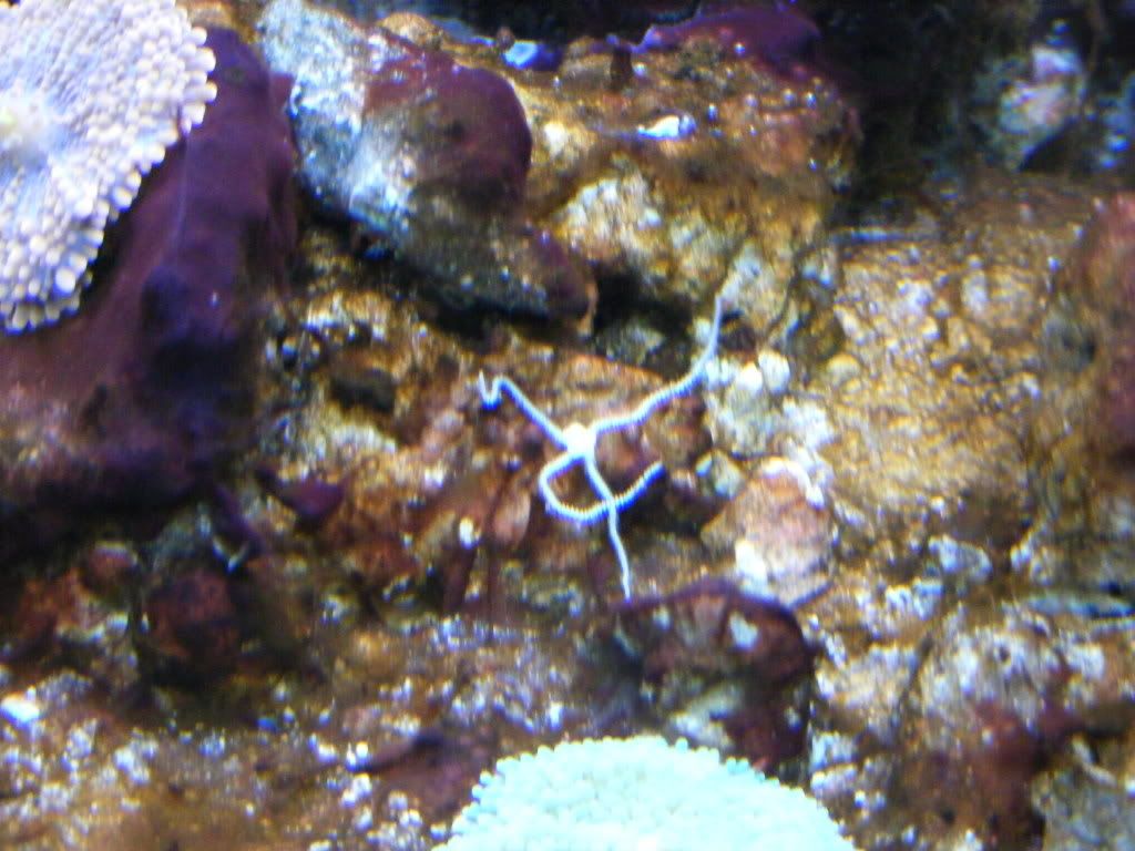 baby brittle starfish