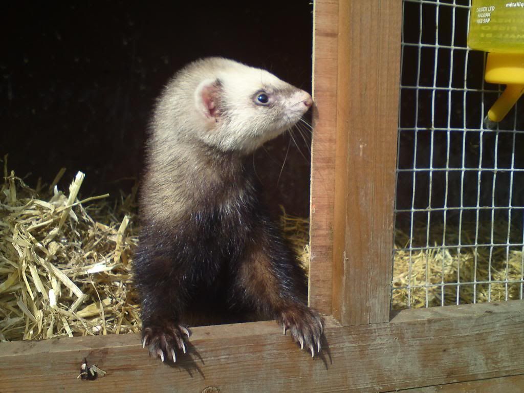 Rabbit Control northessexferretrescue