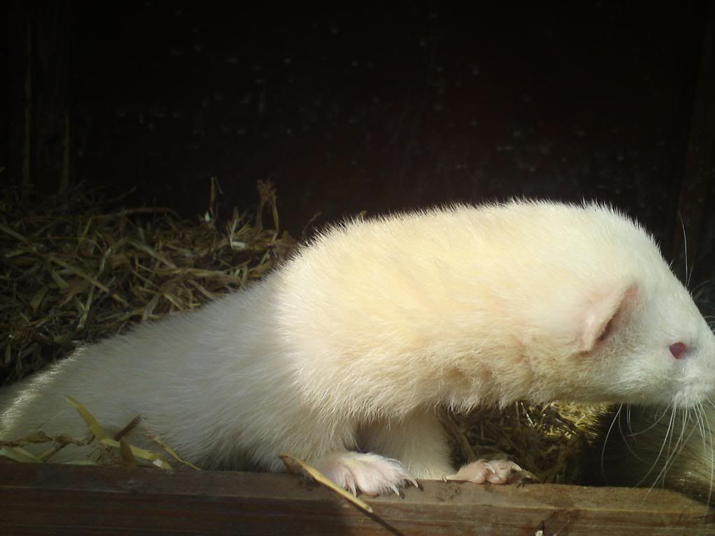 Rabbit Control northessexferretrescue