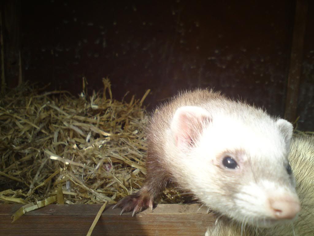 Rabbit Control northessexferretrescue