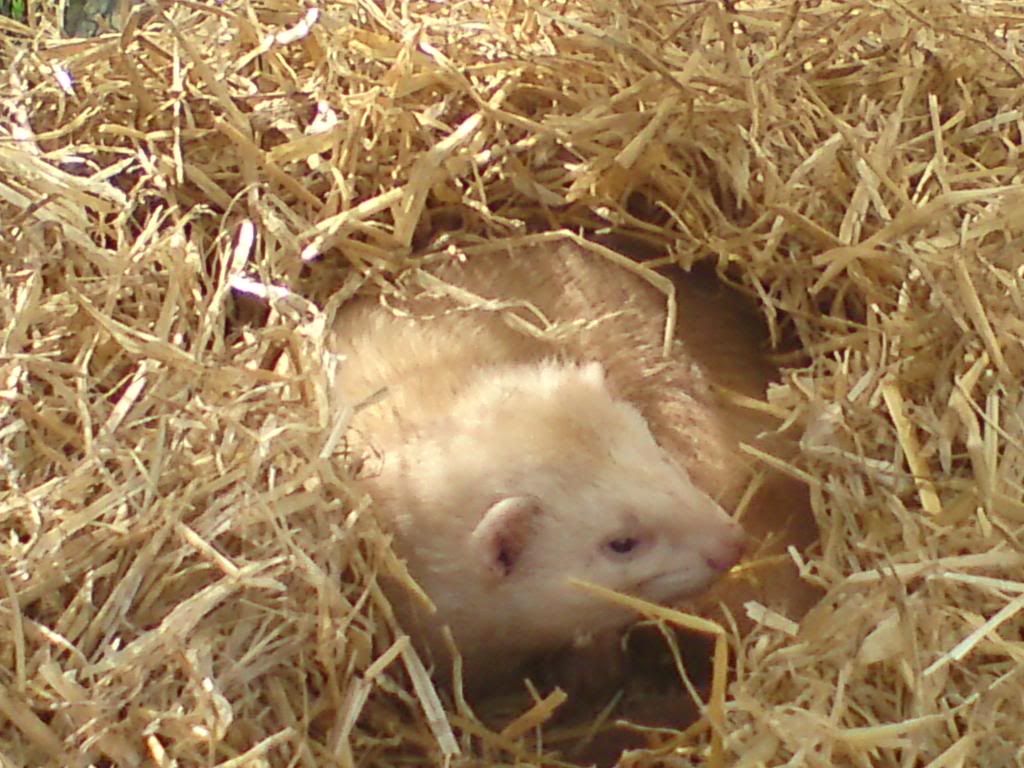 northessexferretrescue