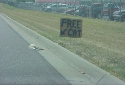 funny-sign-free-dead-cat-on-highway.jpg