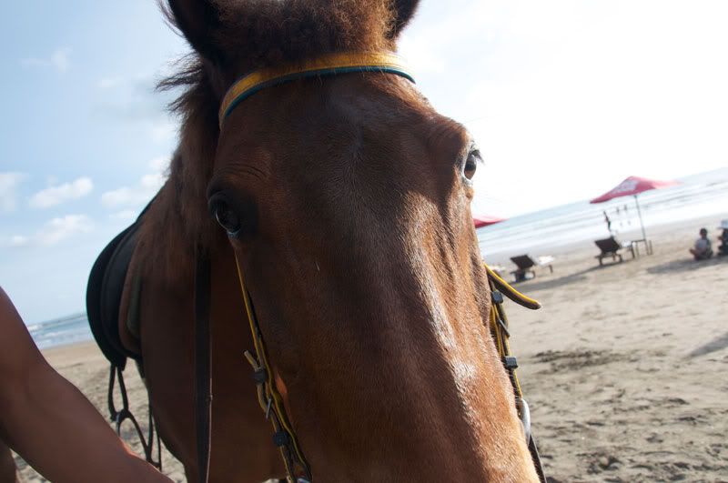 horse,beach,horse riding,animals